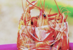Peppered Shrimps by kwesianthony